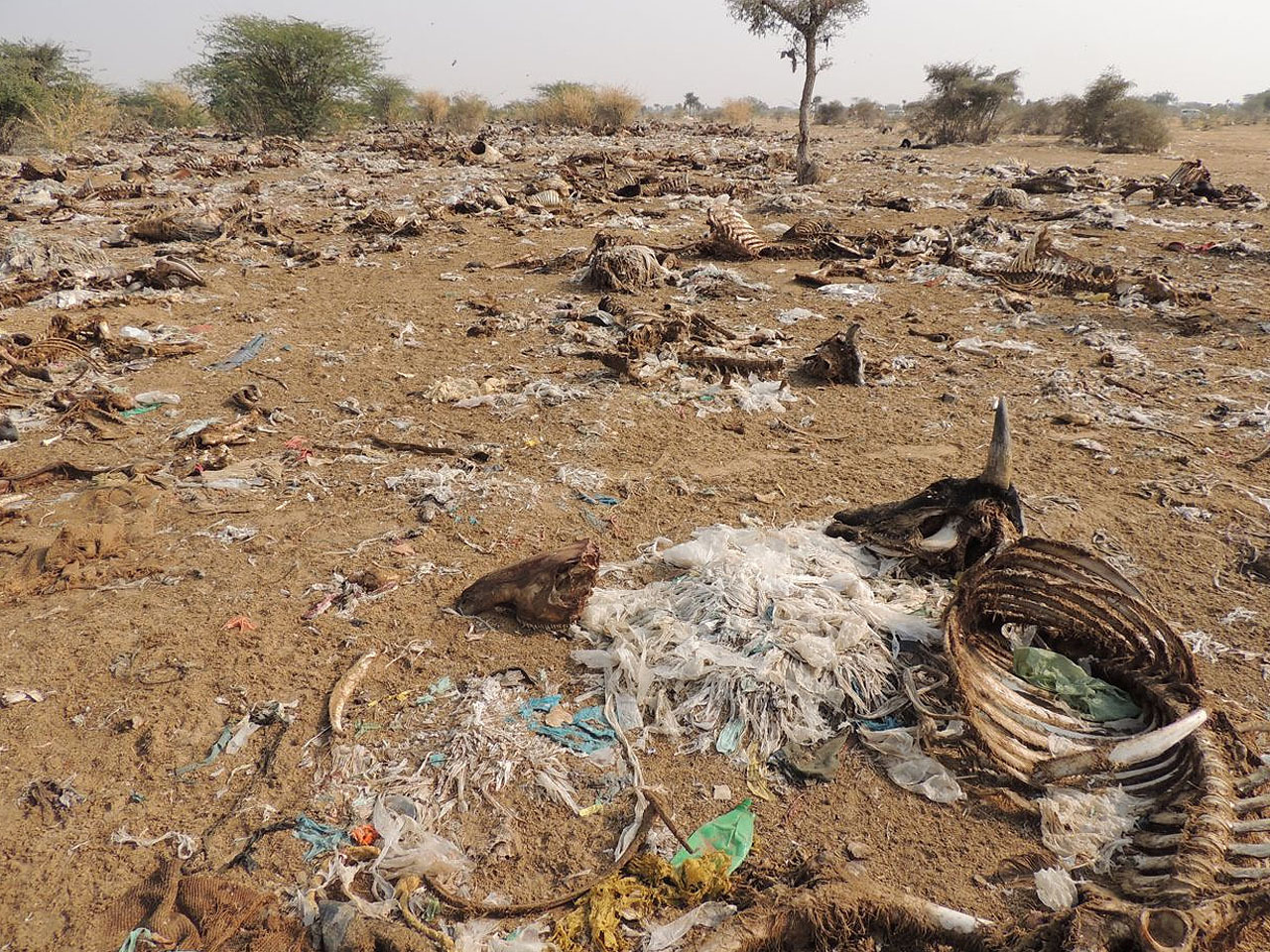 In Indian carcass fields, pollution's impact takes unusual form - CBS News
