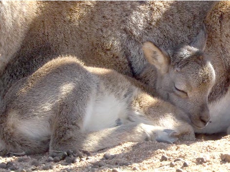 Discover the cuteness that is a baby 