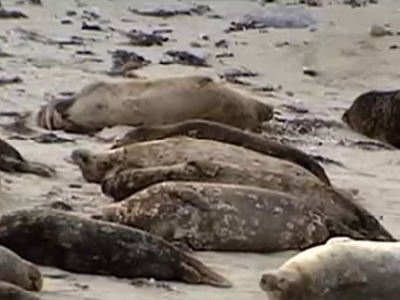 Videoed abuse of seals prompts nighttime closure of San Diego beach