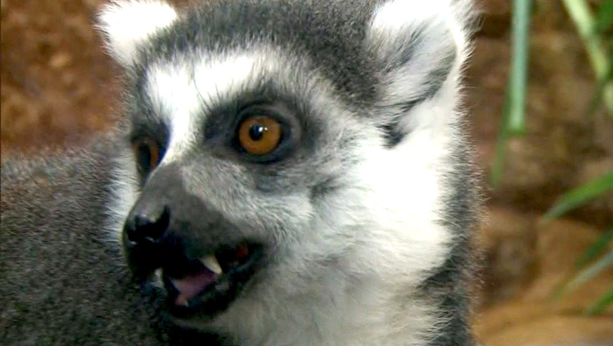 Zoos evolve to protect endangered species CBS News