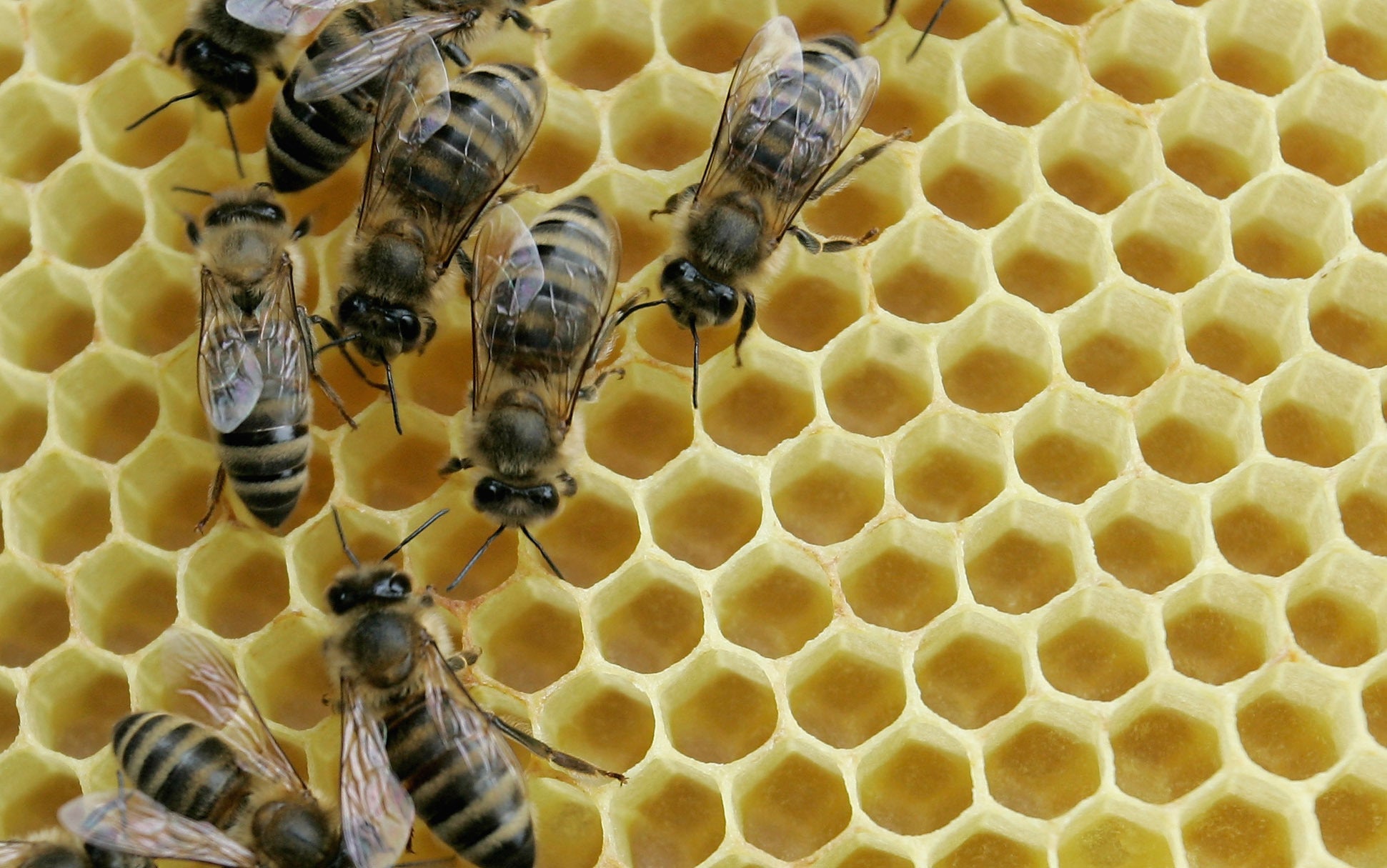 Understanding Trypophobia Why Some People Fear Holes Cbs News