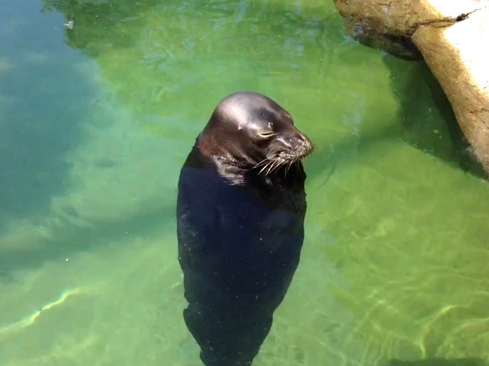 Find calm emulating this spinning Hawaiian monk seal - CBS News