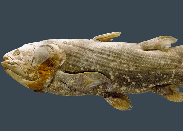 The coelacanth: Scientists explain a 