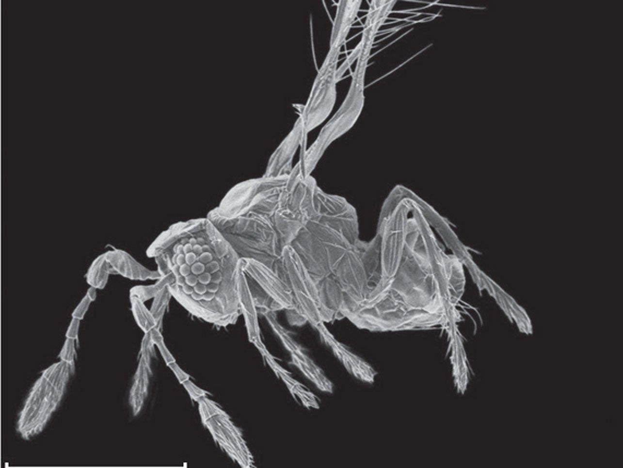 New fairy insect is mindblowingly small CBS News