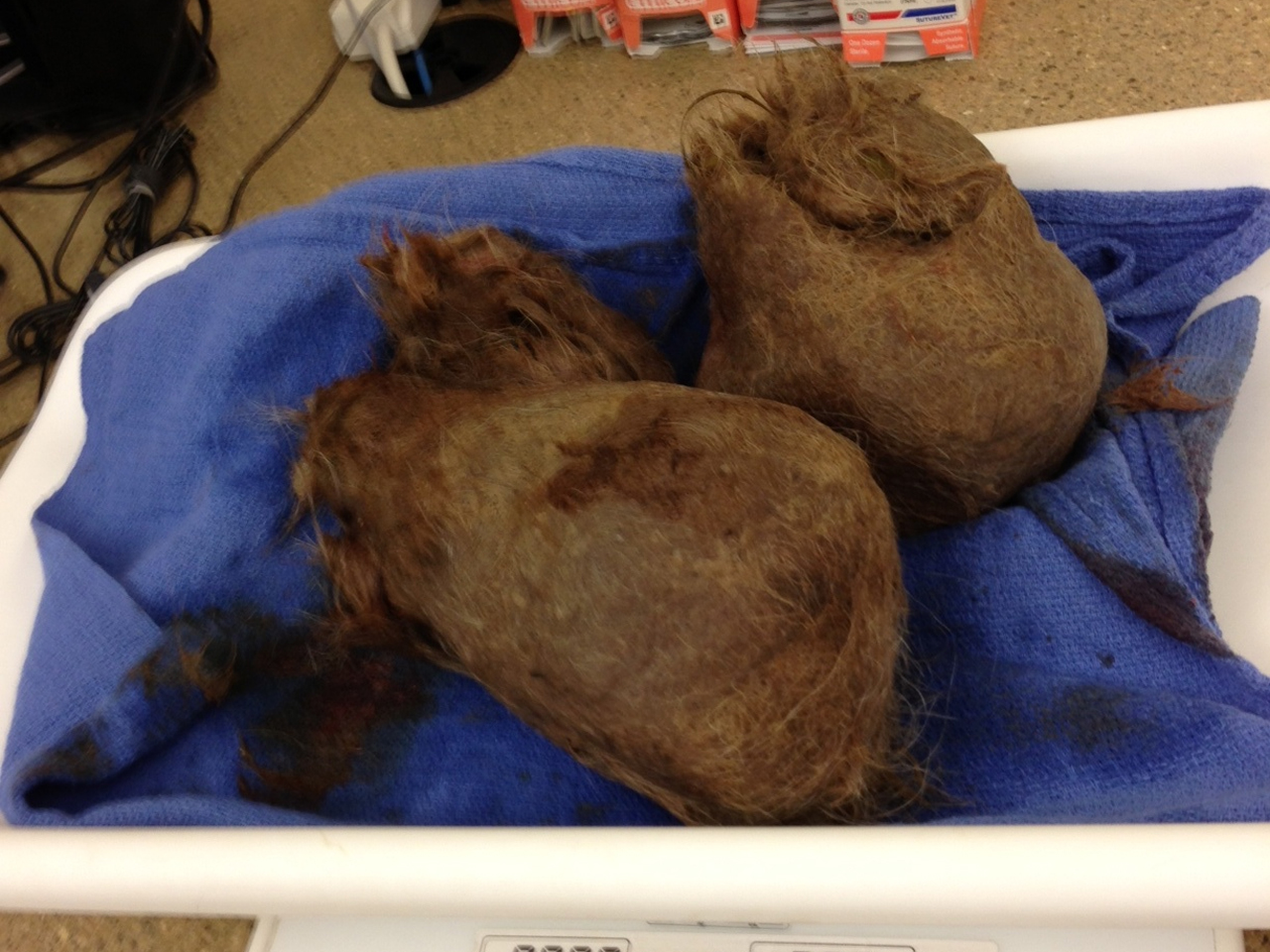 Surgeons remove 4pound hairball from 400pound tiger CBS News