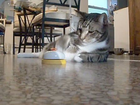 Cases of cats strutting their stuff and living large - CBS News