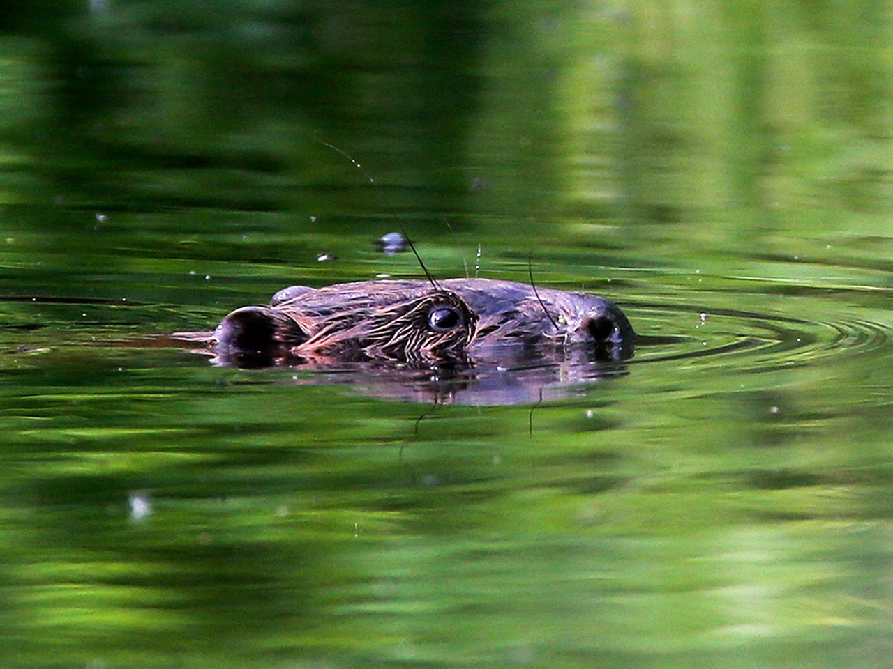 Aggressive beavers raise red flag in Belarus CBS News