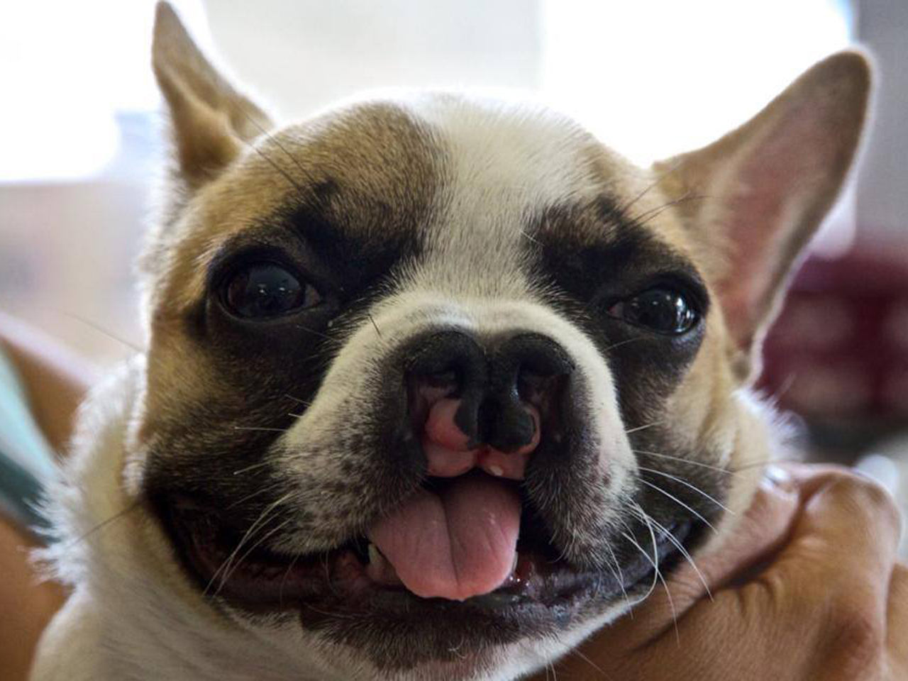 French bulldog with cleft lip helps kids be okay with facial defects ...