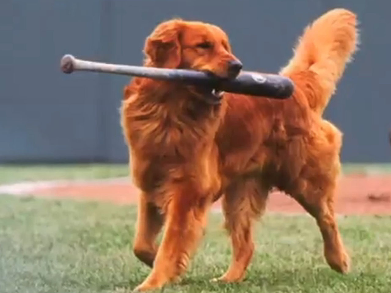 Rookie the Trenton Thunder Bat Dog got to Visit Yankee Stadium!