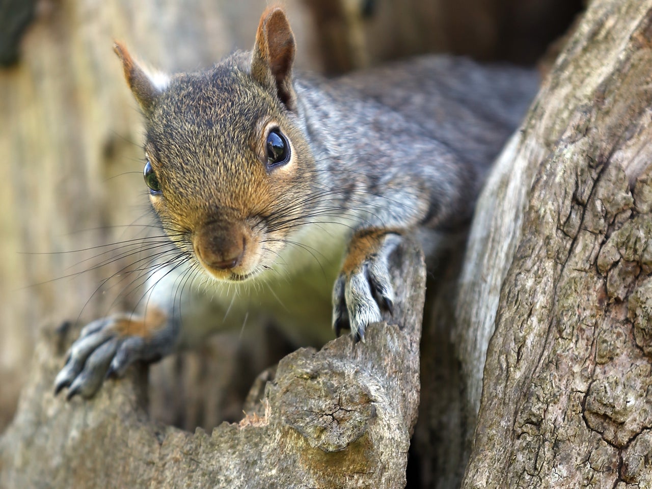 Plague found in squirrel prompts closures at Angeles National Forest ...