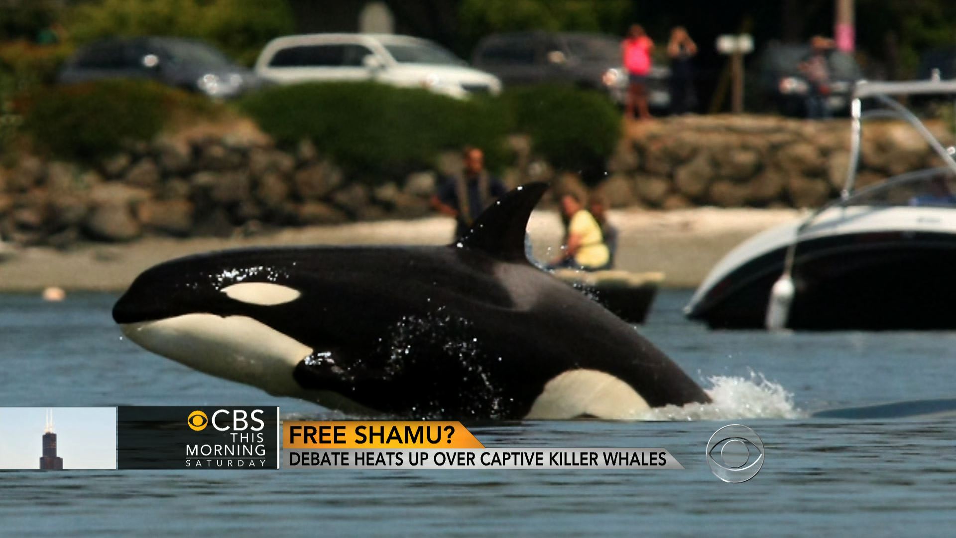 Free Shamu Debate Heats Up Over Captive Killer Whales Cbs News