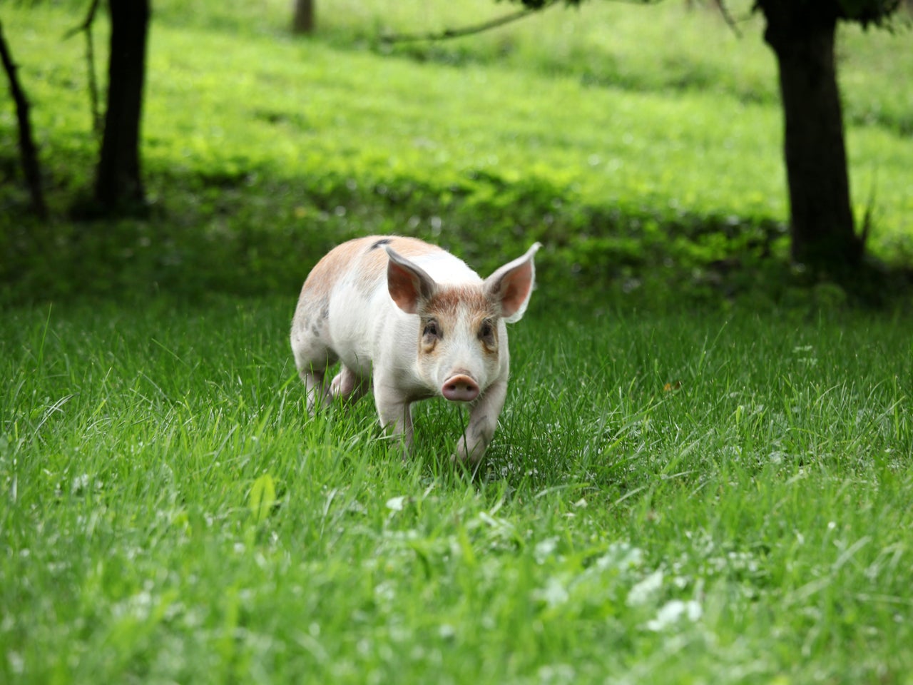 Lamb shank redemption New York animal sanctuaries provide refuge for