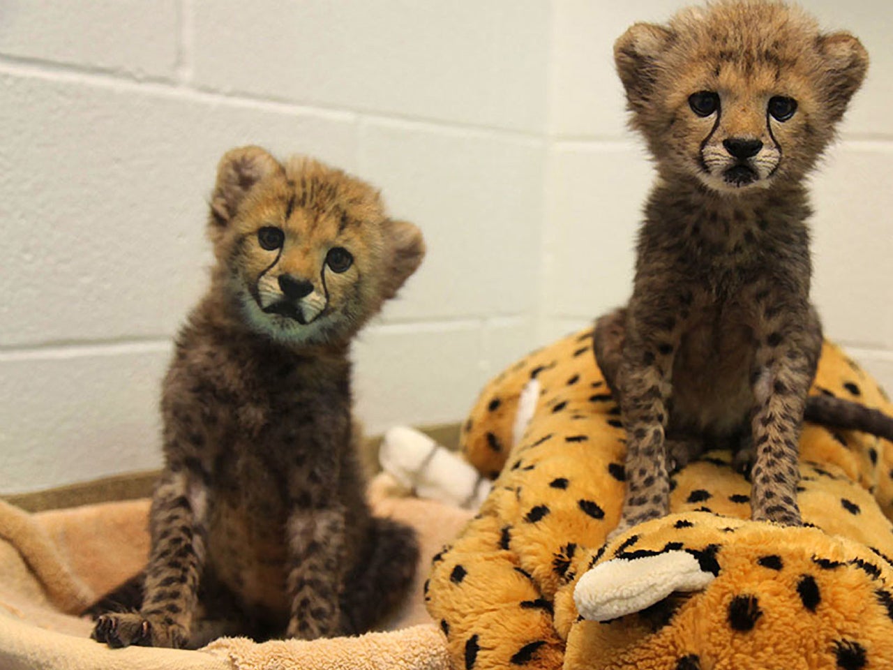 Dallas Zoo welcomes 2 cheetah cubs ... and puppy - CBS News