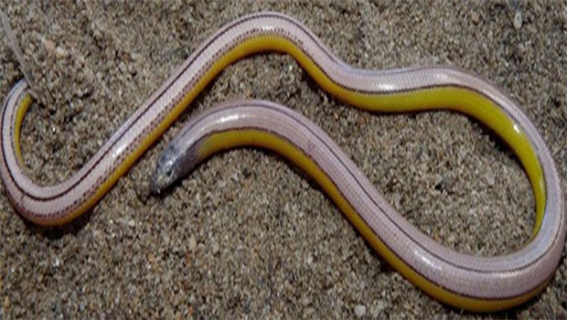 Four legless lizard species discovered in California - CBS News