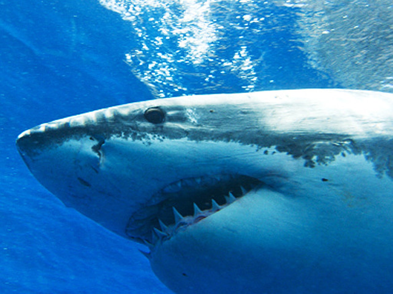 Shark blood antibodies may hold potential treatment for breast cancer ...