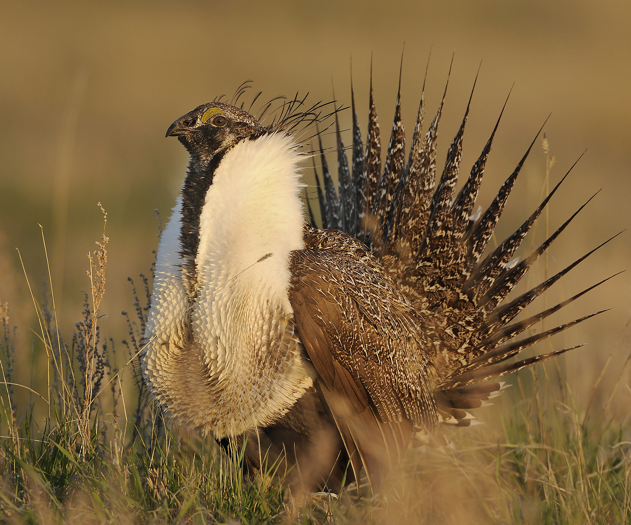 Sage grouse proposed to be listed under threatened status CBS News