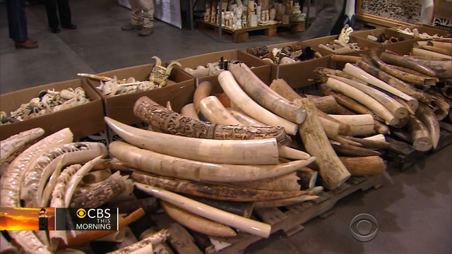 Chinese Smuggling Ivory From Africa On State Trip Cbs News