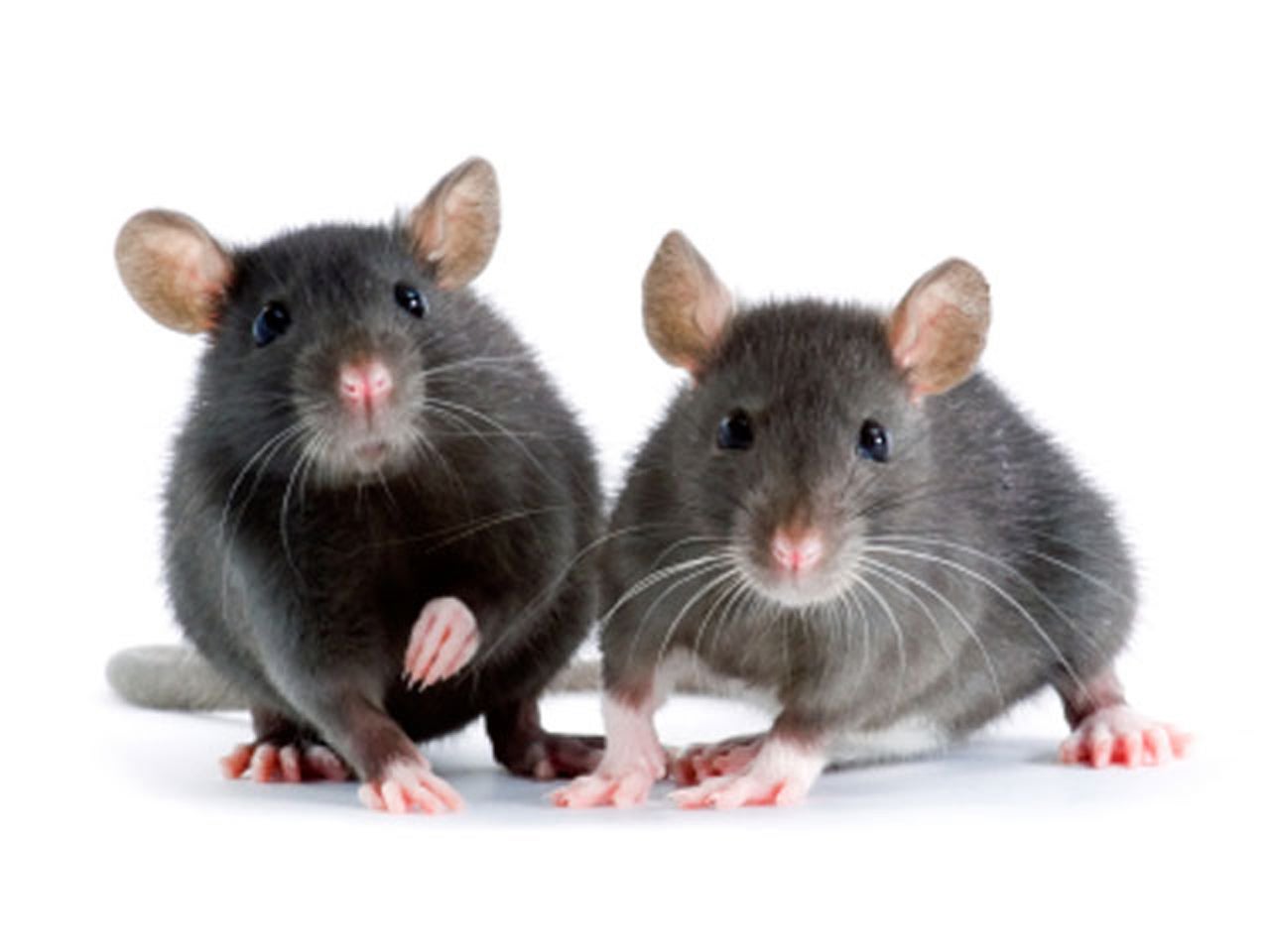 The Life Expectancy of Mice