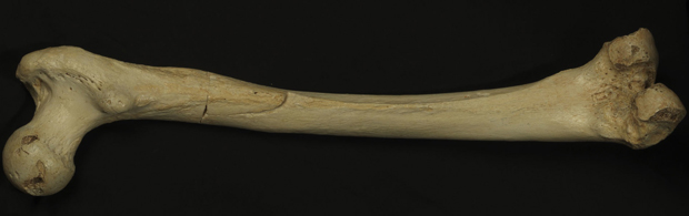 homo-heidelbergensis-thigh-bone_resize2.jpg 