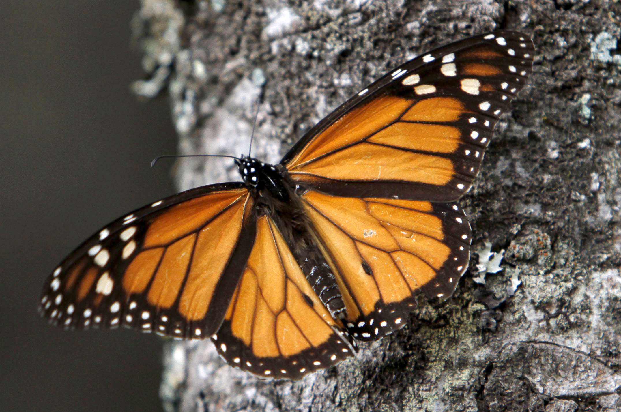 Monarch butterflies drop, migration may disappear - CBS News