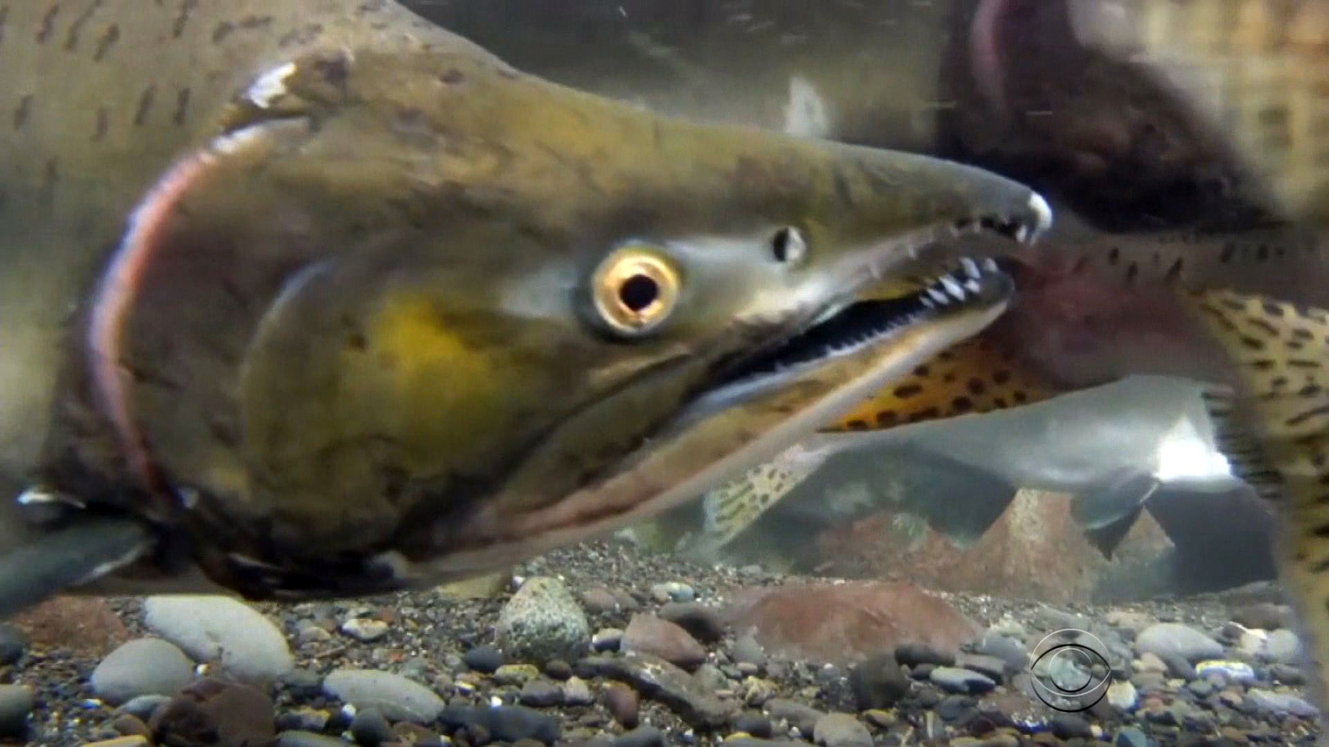 California Drought Could Push Species To Extinction - CBS News