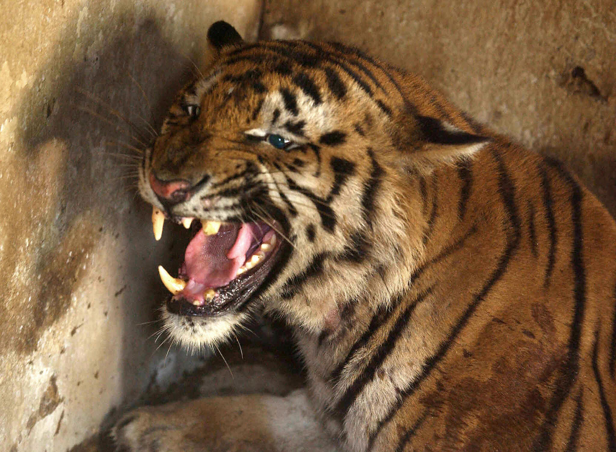 Indias Killer Tiger Thwarts Hunters Strikes Again Cbs News