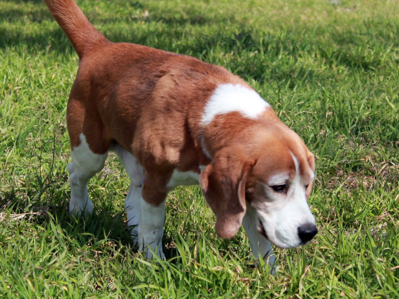 Uno lives up to his name, beagle becomes first of his breed to win