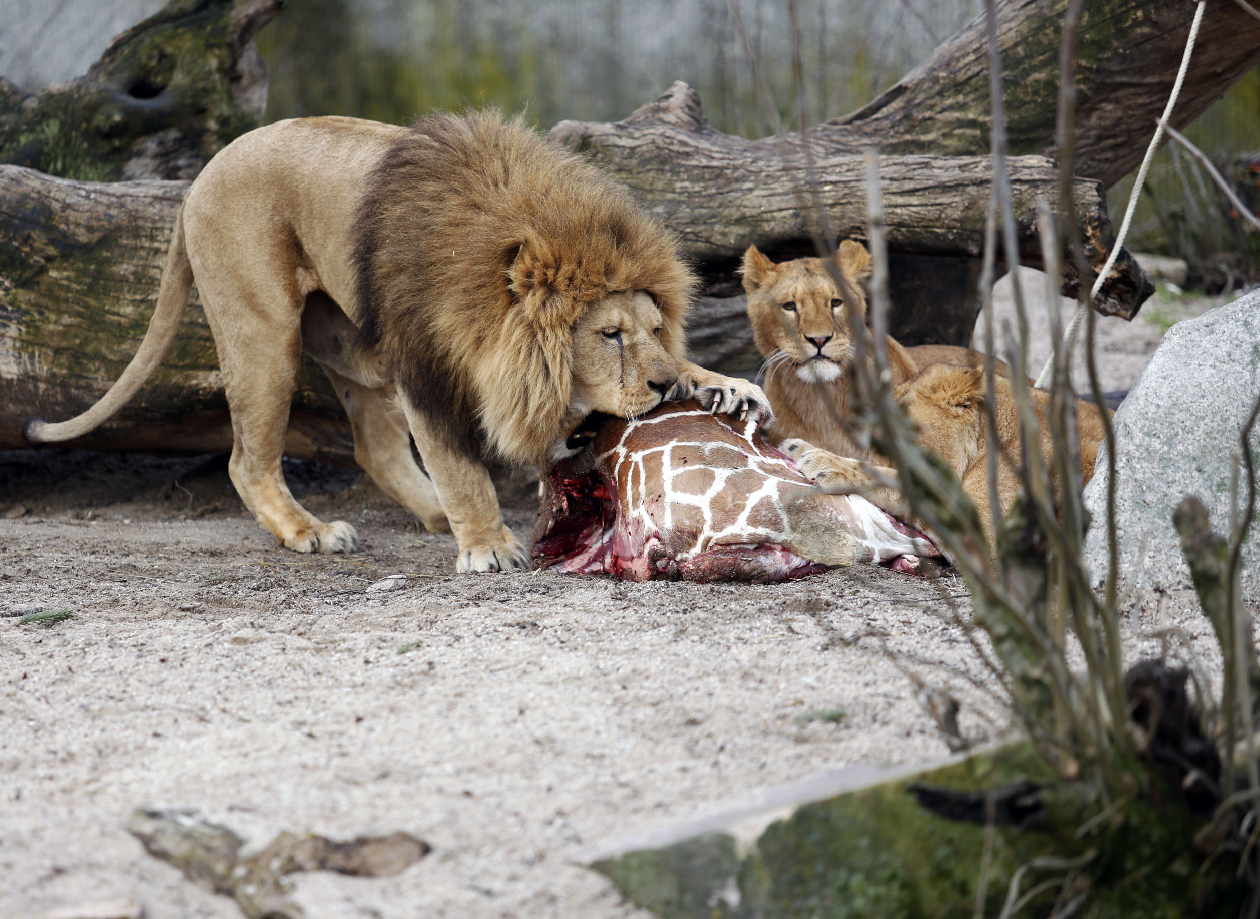 Report: Danish zoo that killed giraffe also kills 4 lions - CBS News