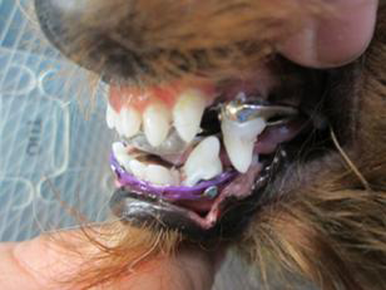 how much do dog braces cost