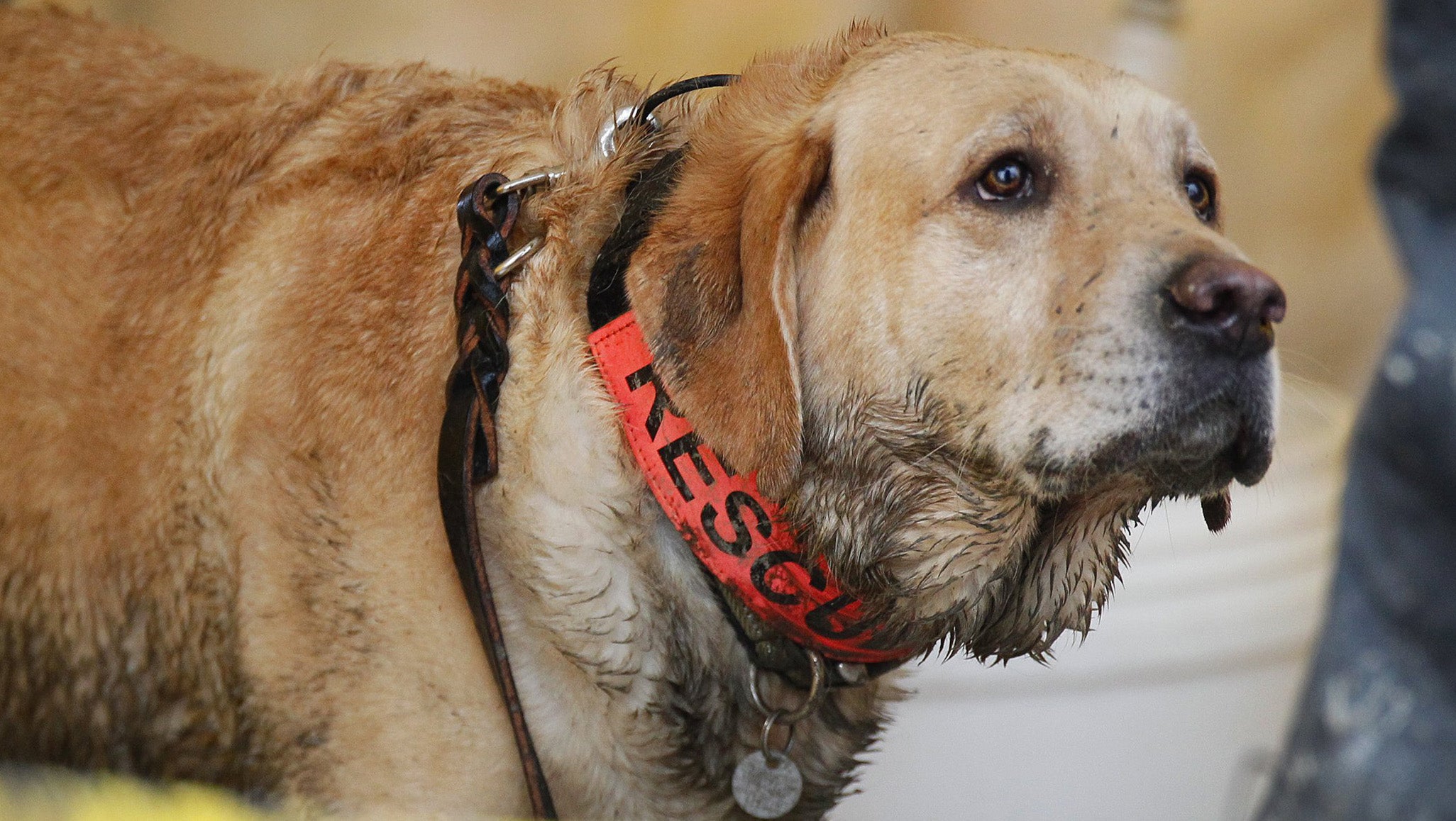 Exhausted rescue dogs get break as Wash. mudslide death toll rises ...