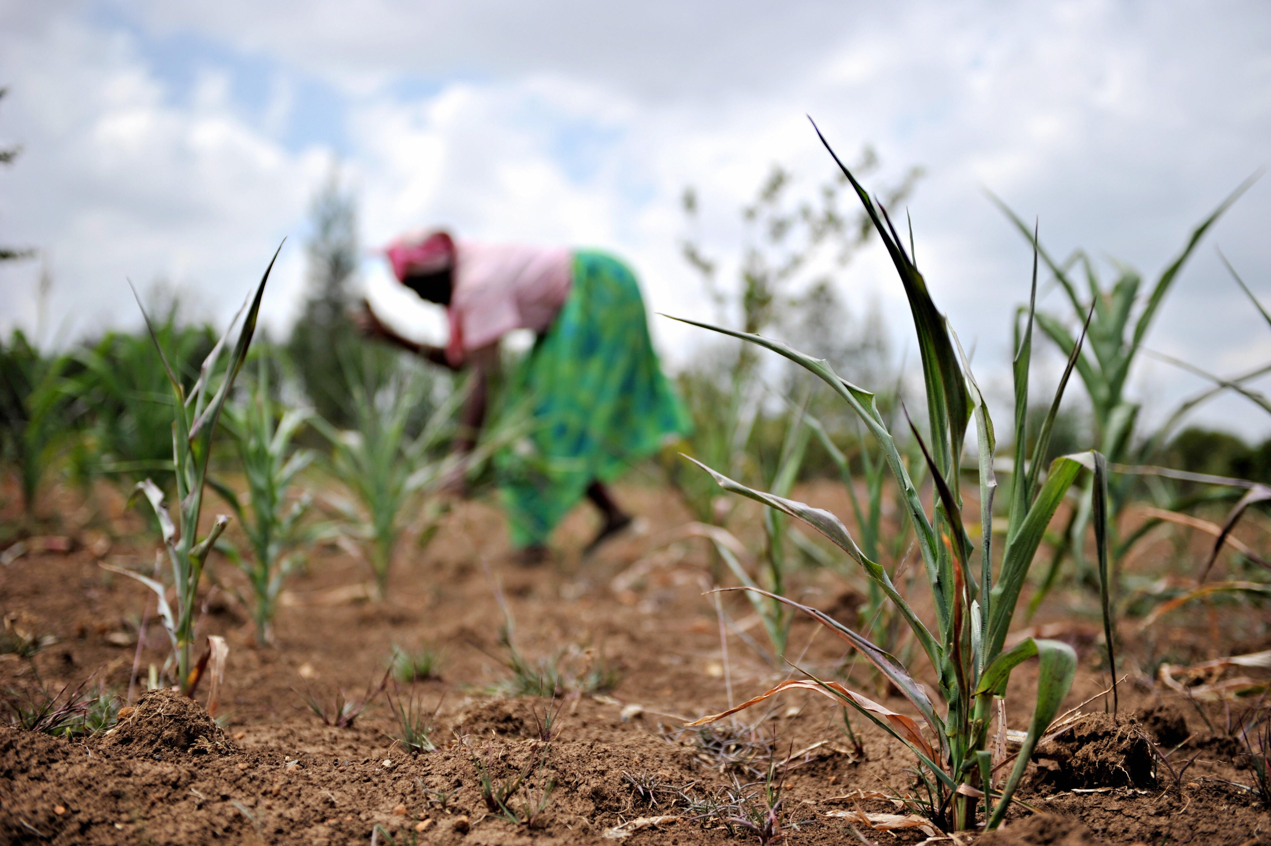 climate-change-already-impacting-food-supplies-says-un-report-cbs-news