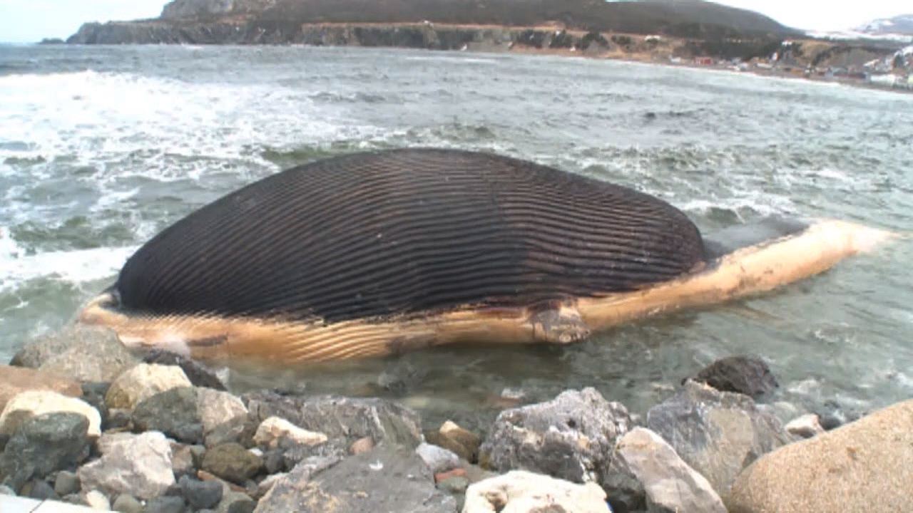 Dead whale may explode in Canada town, official warns - CBS News