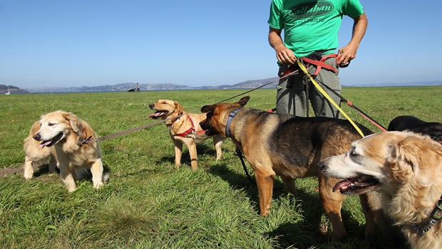 Wearable tech for pets? Devices are not just for humans anymore - CBS News