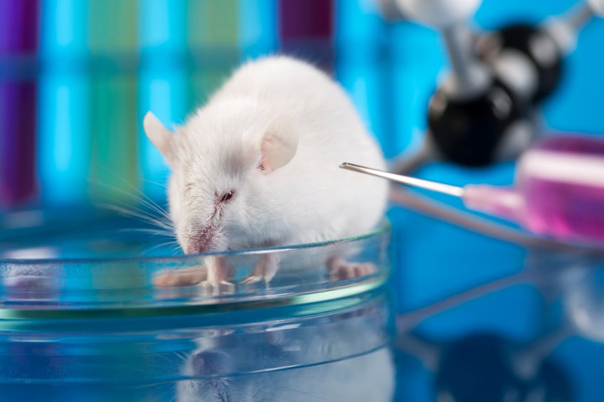 Scientists erase, then restore memories in rats CBS News