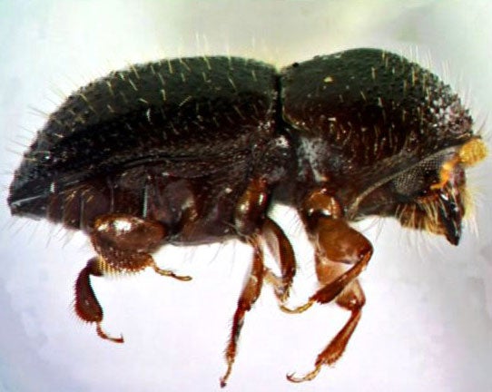 Southern California's forests are under attack by tree-killing beetles ...