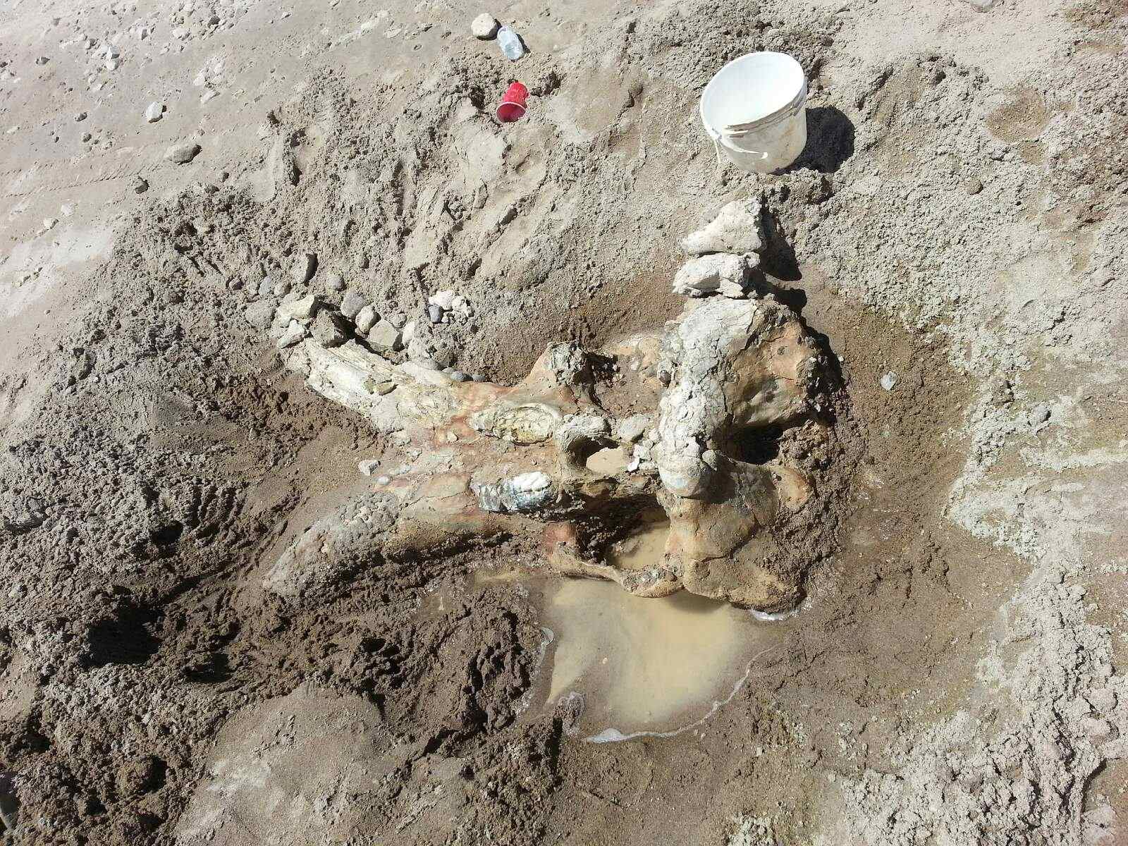 Ancient Fossils Discovered By Bachelor Party In New Mexico CBS News