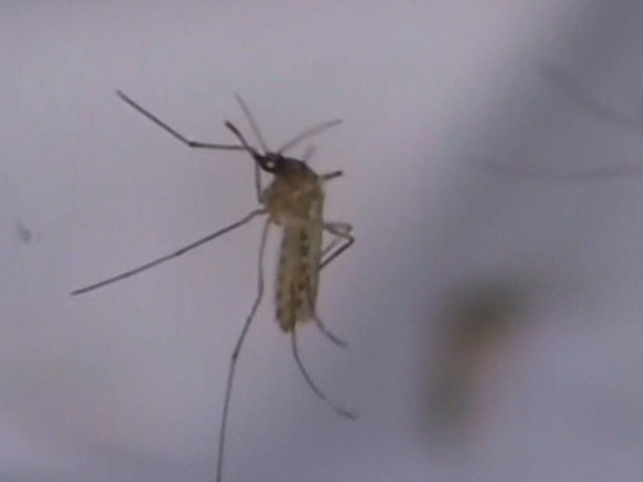 West Nile virus is making a comeback - CBS News