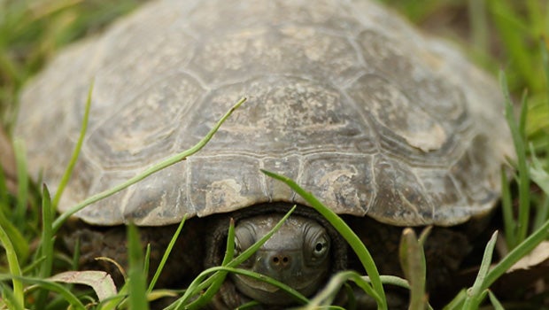 Tortoises can master touch-screen tech - CBS News