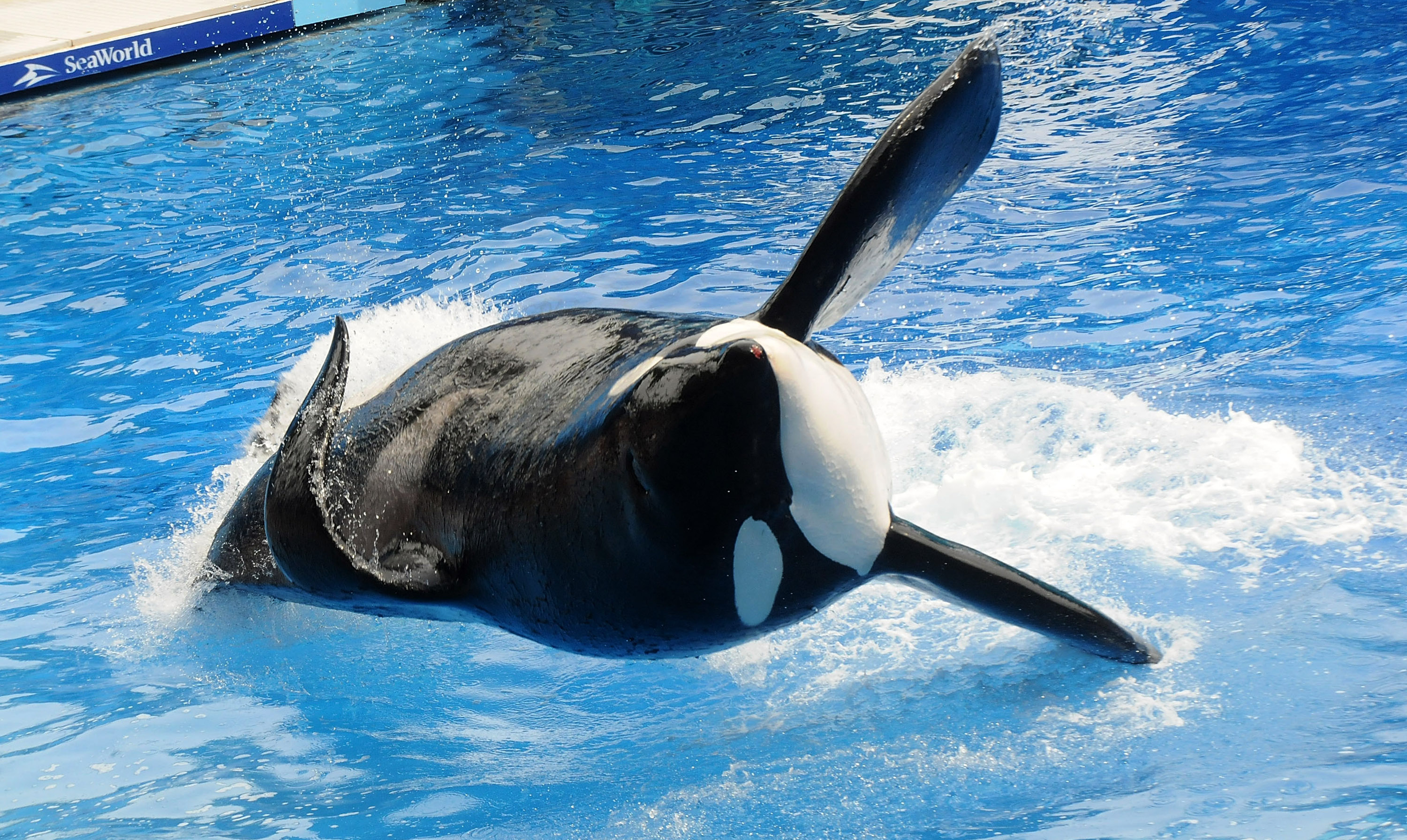 As SeaWorld shares sink, company plans larger killer whale tanks