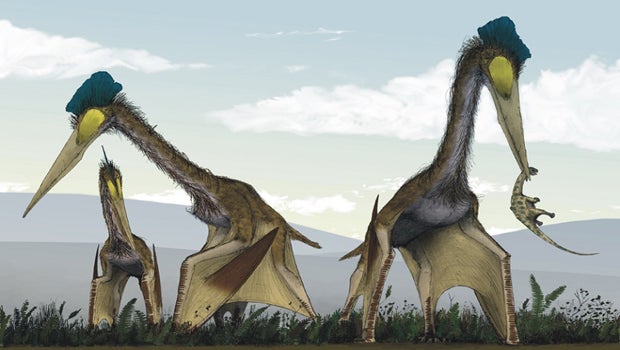 Ancient toothless pterosaurs once dominated the world's skies - CBS News
