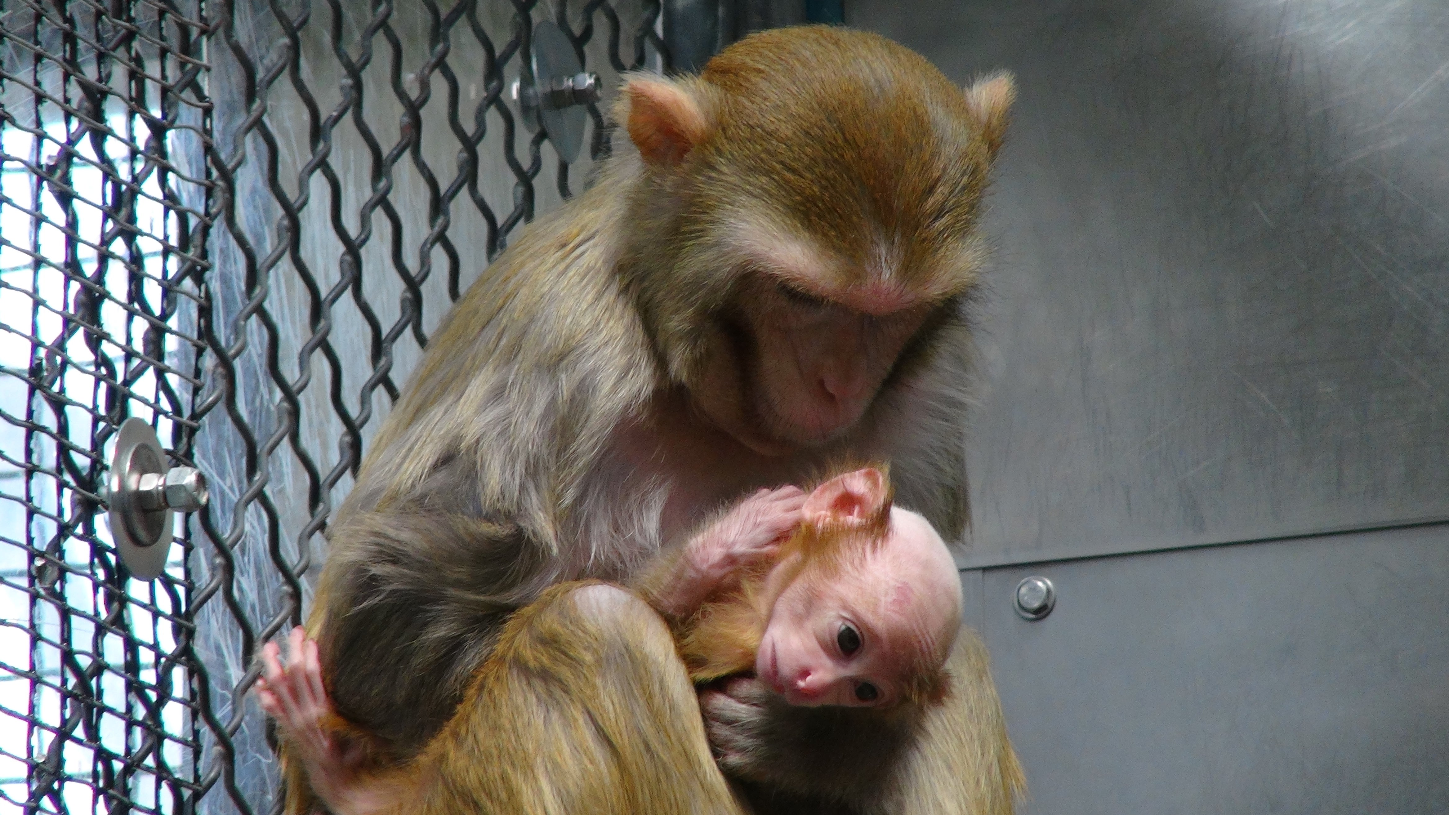 animal testing on monkeys