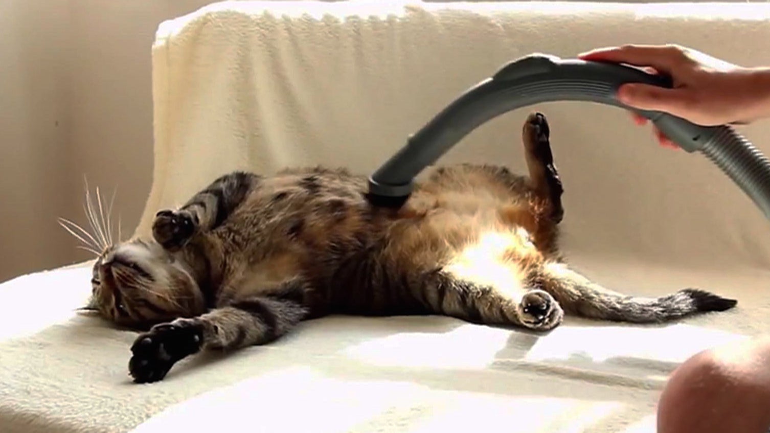 Bobo the cat is in love with the vacuum cleaner, this week on The Feed