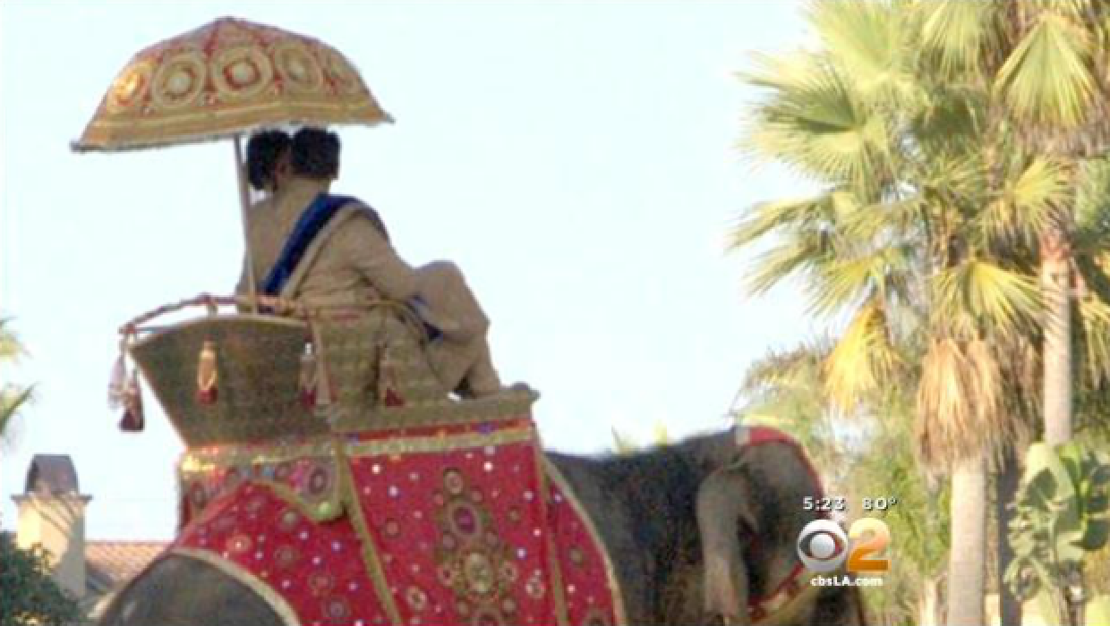 traditional indian wedding elephant