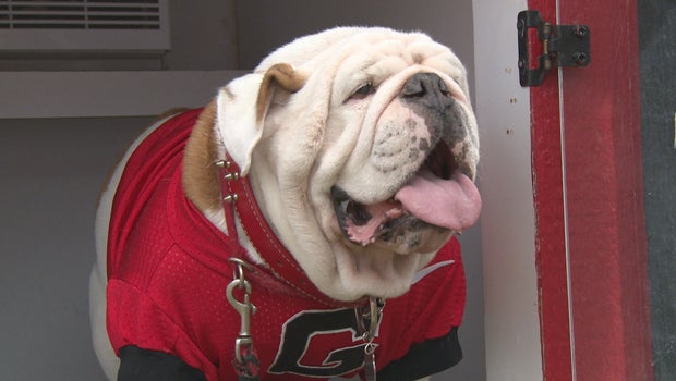 Georgia's Mascot, Uga X, Will Retire With Impressive Honor - Sports  Illustrated