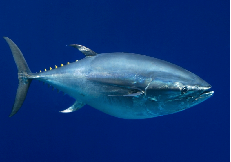 Tagged by scientists, bluefin tuna passing su