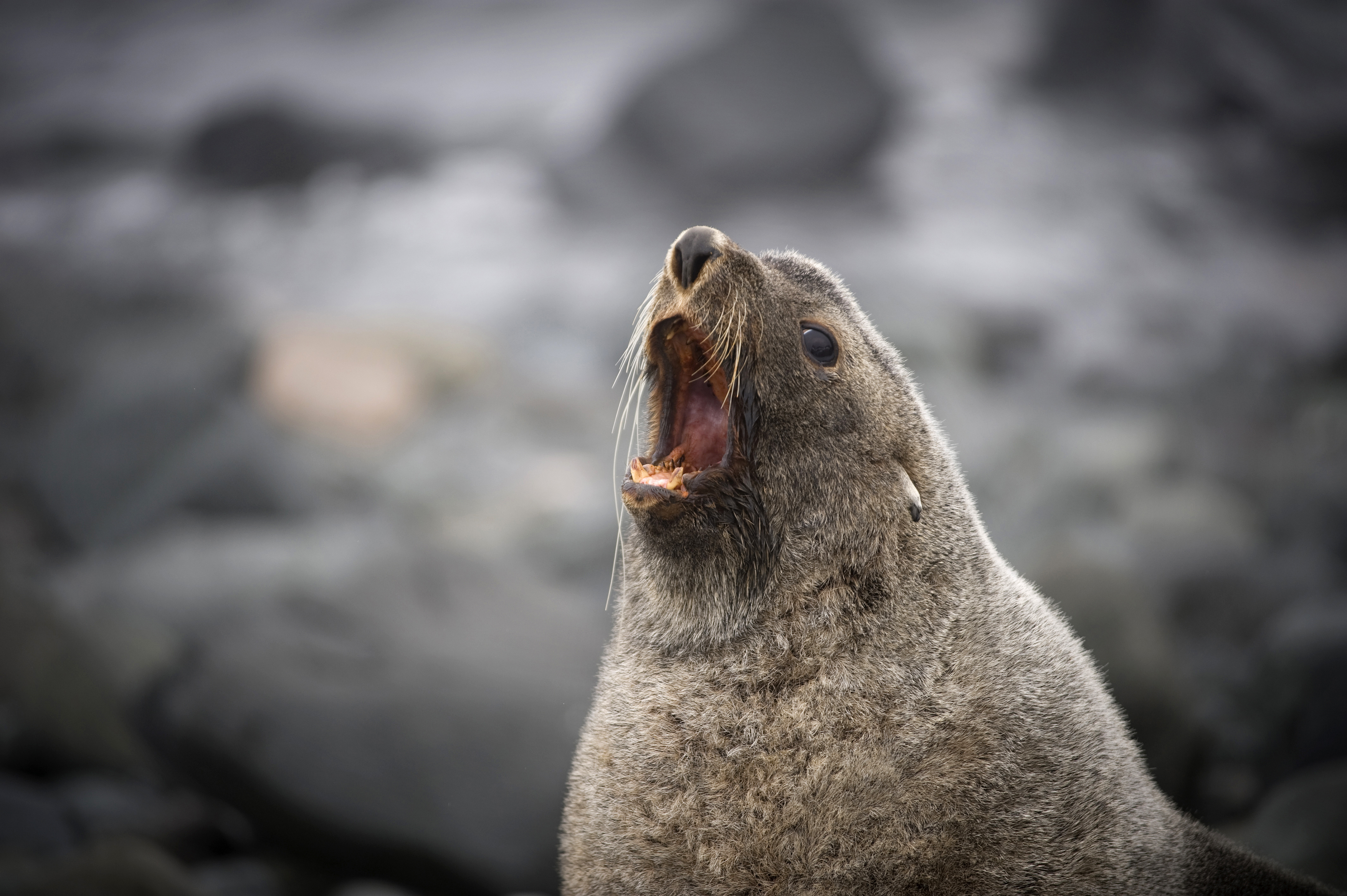 Strange but true: Seals found sexually assaulting penguins - CBS News