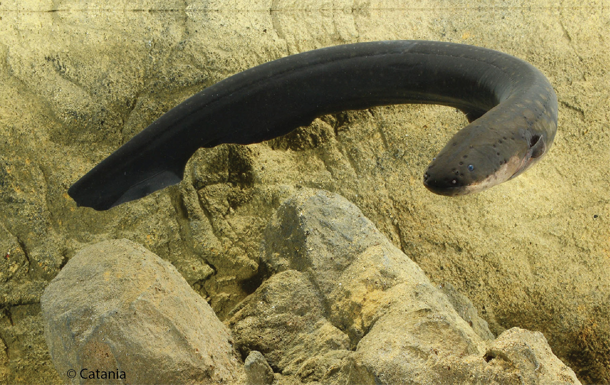 Electric eels use taser-like technique to paralayze their prey - CBS News