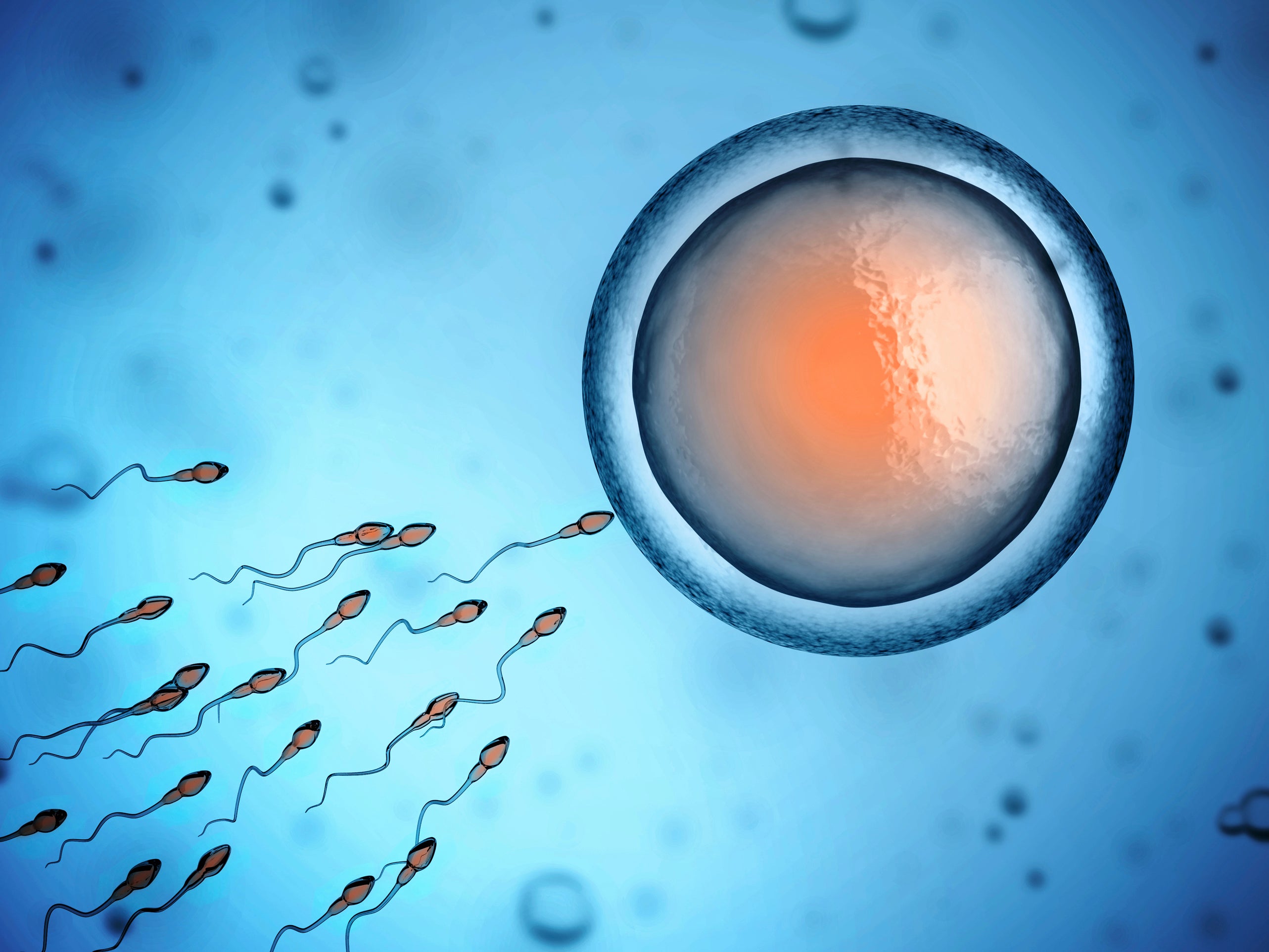 human sperm and egg