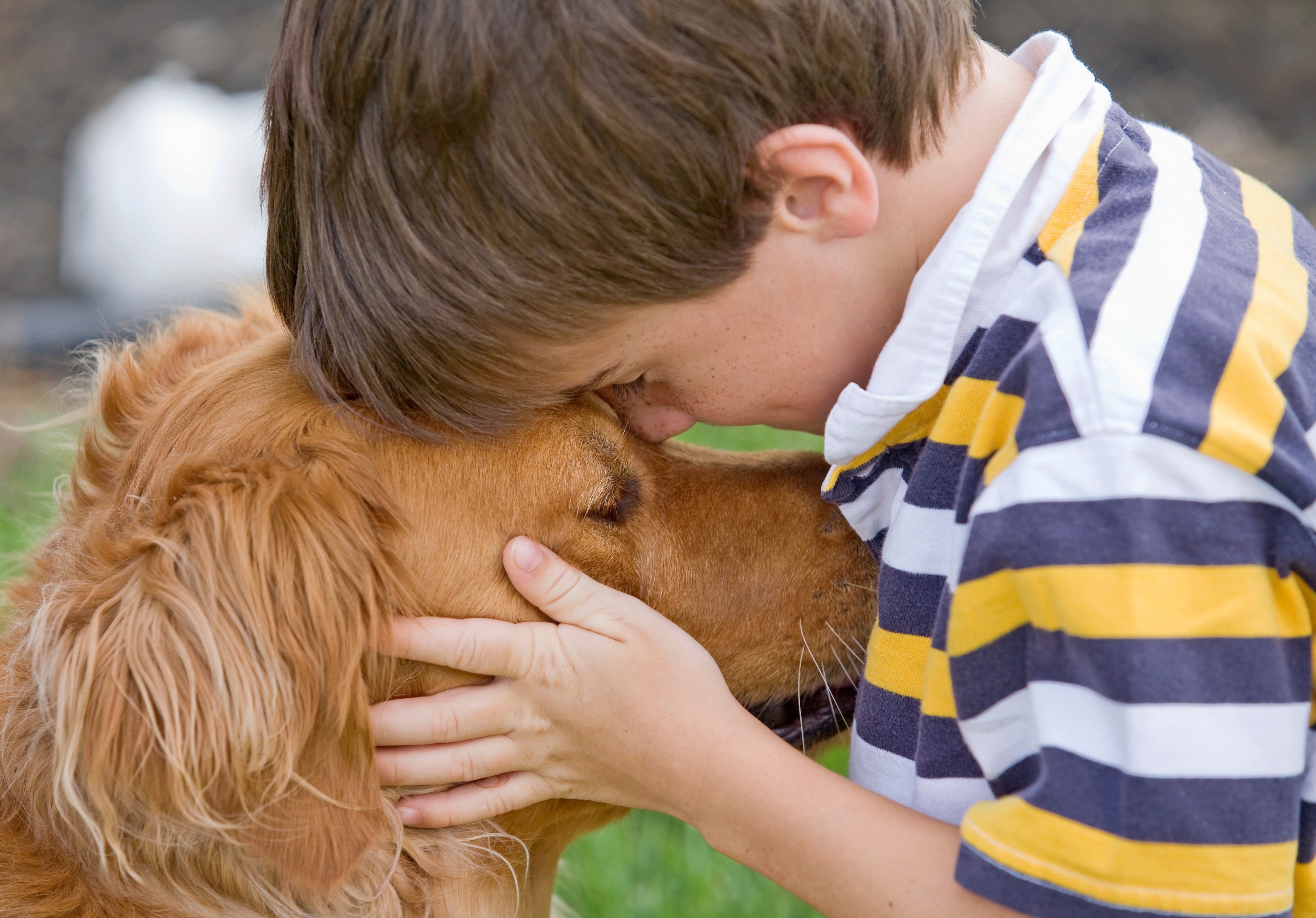 are dogs or cats more social