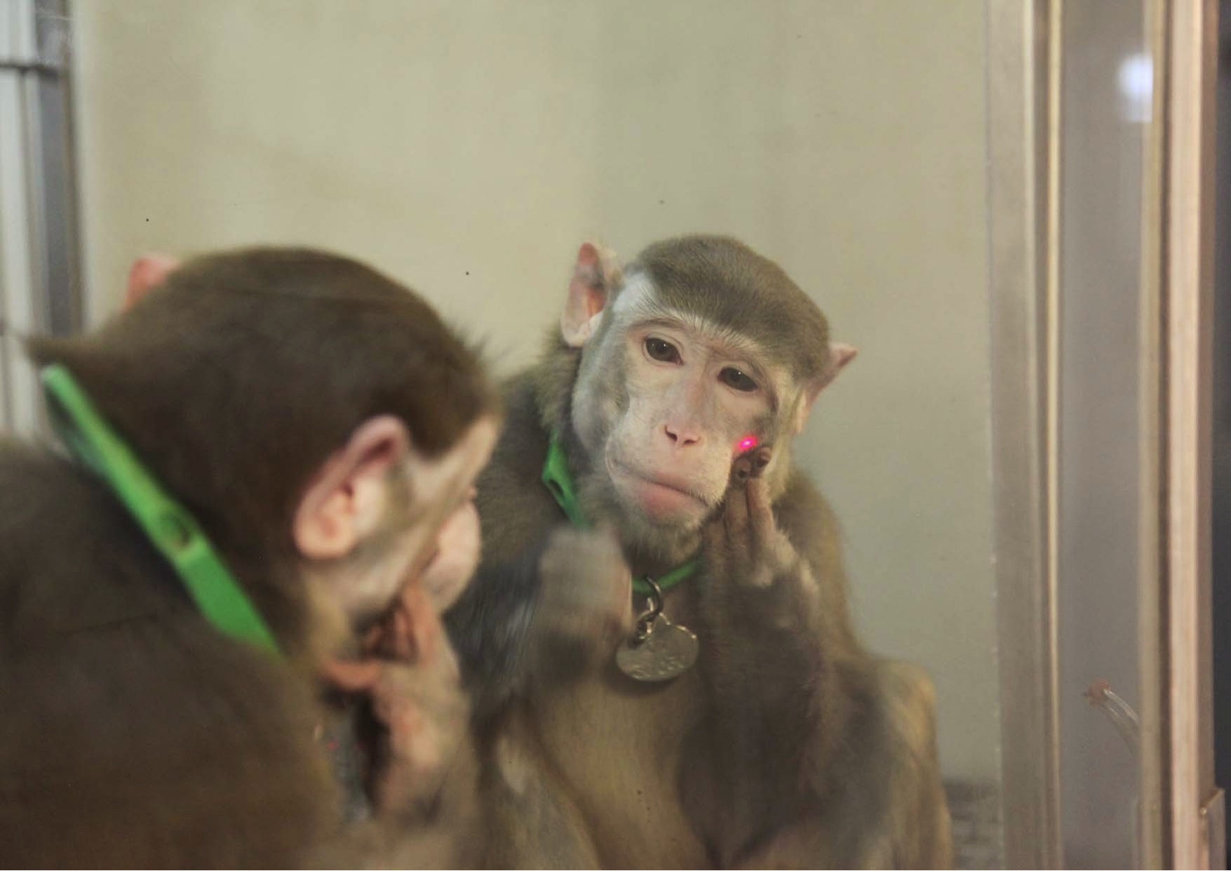 Monkeys exhibit a truly human quality, recognizing and relishing their  reflections - CBS News